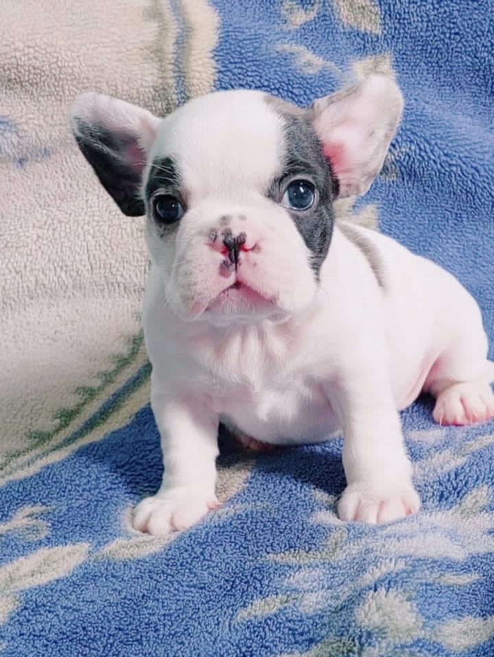 Perro 2